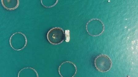 Video thumbnail: Earth Focus Proposed Fish Farms Seek to Counteract U.S. Seafood Imports