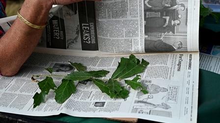 Video thumbnail: Chicago Tonight How Samples Are Taken from Lateleaf Oak Tree