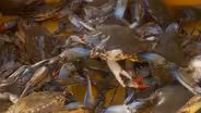 Blue Crab population problem