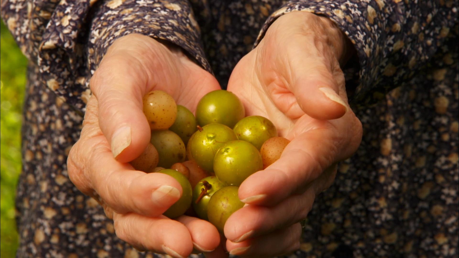 A pair of aged hands holding a handful of green grapes out, featured in Best of Our State.