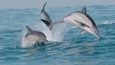 How Dolphins Lead the Feast