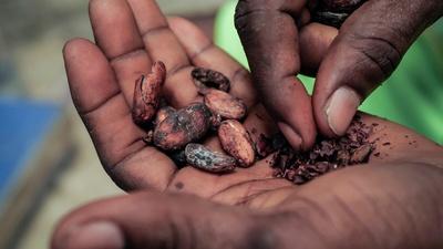 Hard-hit cocoa harvests cause chocolate prices to soar
