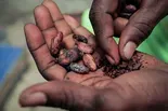 Hard-hit cocoa harvests cause chocolate prices to soar