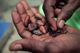 Hard-hit cocoa harvests cause chocolate prices to soar