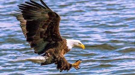 Video thumbnail: Jay's Chicago Bald Eagles are Back