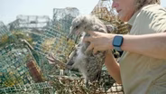 Meeting a Growing Fire Challenge, Ghost Gear, Healthy Farms, Cleaner Water, Birth of Upper Mississippi River Refuge
