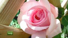 Video thumbnail: You Bet Your Garden You Bet Your Garden Ep. 54