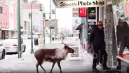 I Am Star The Reindeer | INDIE ALASKA