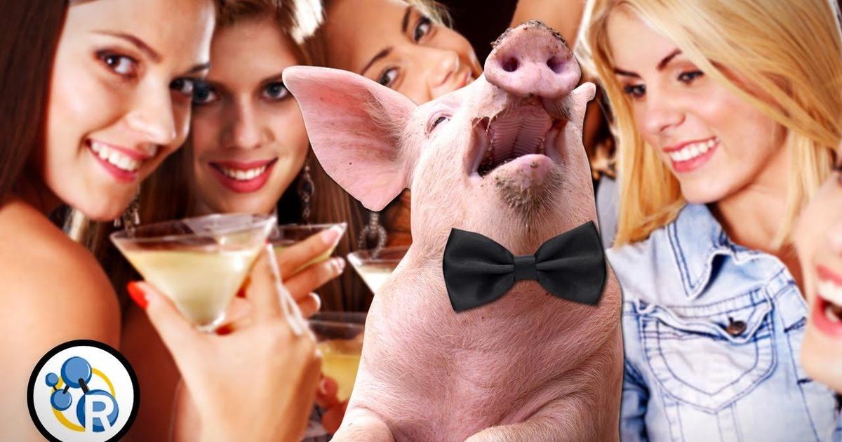 Reactions How Do Pheromones Work? Season 2 PBS