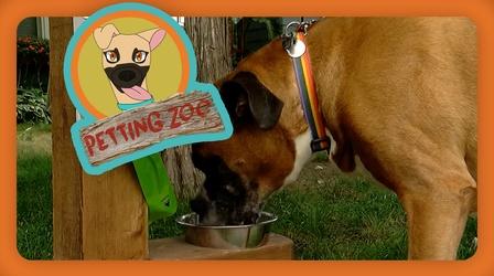 Video thumbnail: NewsDepth Petting Zoo: Dog Library