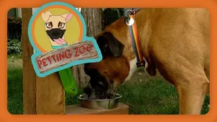 Petting Zoo: Dog Library