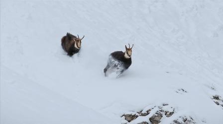 Video thumbnail: Nature Rival Bucks Fight Over Mate