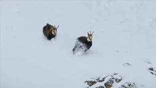 Rival Bucks Fight Over Mate