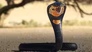 Primates vs Snakes (An Evolutionary Arms Race)