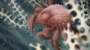 Why Do Things Keep Evolving Into Crabs?