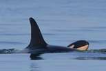 Sept. 16, 2020 - Here's what pregnant orcas are up against
