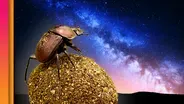 Dung Beetles: The Poop-Rolling Stargazers of the Serenget