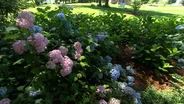 Volunteer Gardener 3214