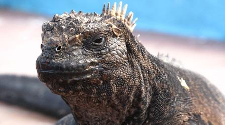 Video thumbnail: Changing Seas Galápagos: Windows into the Future