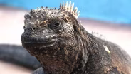 Galapagos: Window into the Future