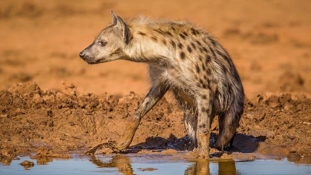 A Spotted Hyena Arrives