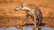 A Spotted Hyena Arrives