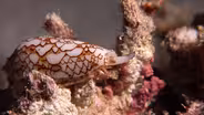 A venomous snail hunter