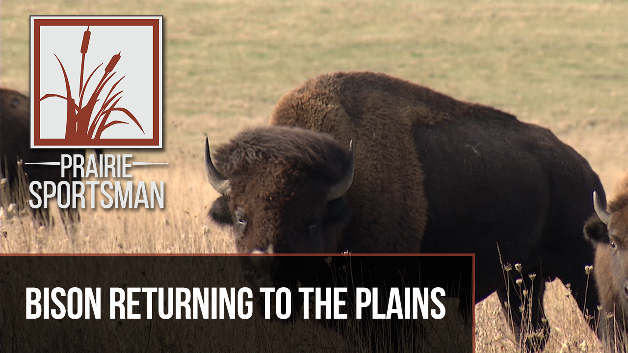 Preserving the Bison