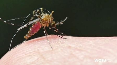 Video thumbnail: QED With Dr. B Mosquitoes Teach Us to Make Better Devices