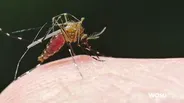 Mosquitoes Teach Us to Make Better Devices