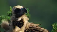 How Birds Evolved to Fly (feat. Slow-Mo Baby Birds)