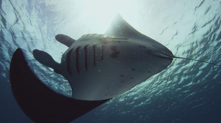 Video thumbnail: Big Pacific Manta Rays