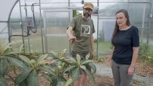 Growing bananas in Philly? Preparing for a warming future