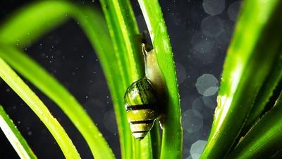 Hawai'i's Precious Resources