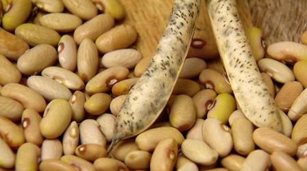 Video thumbnail: Virginia Home Grown Explore plant breeding, seed-saving, and unique crops