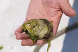 Green Seeker: The Mighty Oyster