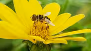 Pollinators Dakota Life