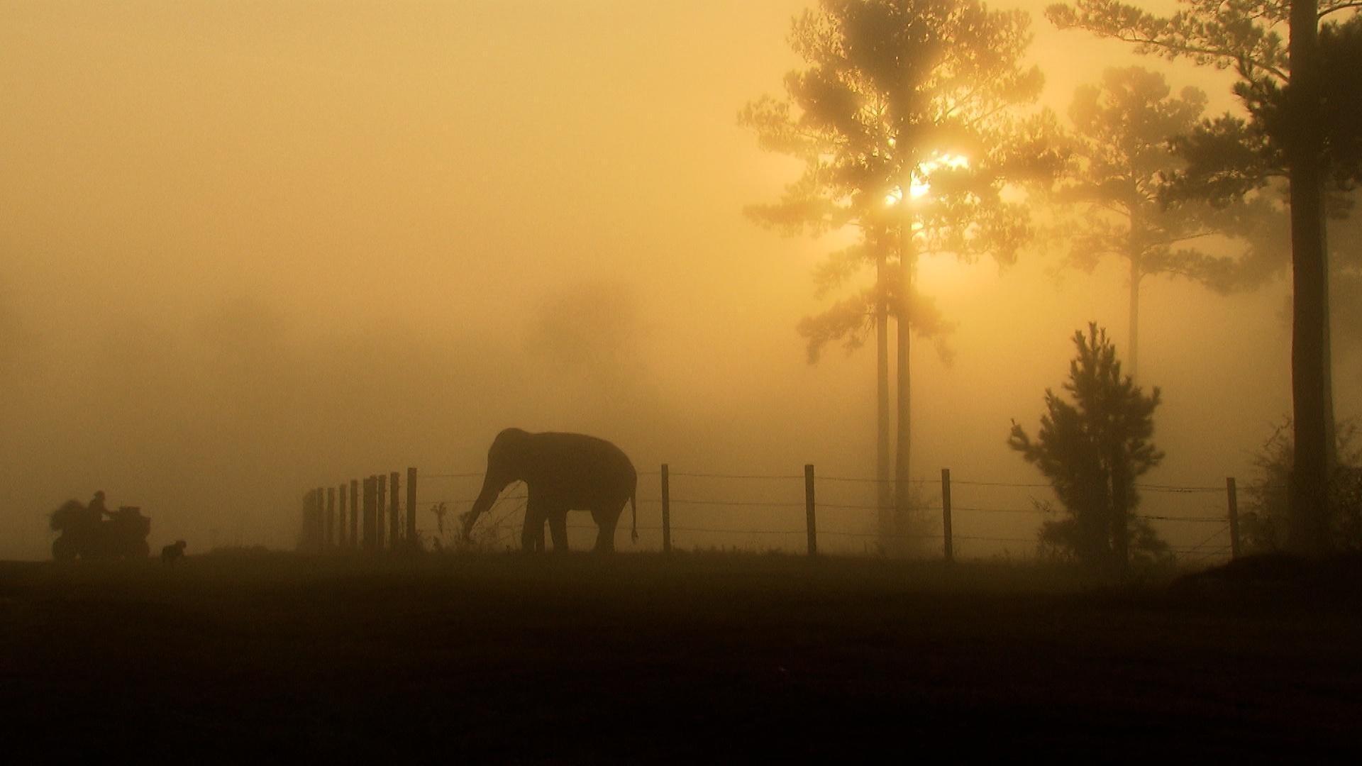 Georgia Outdoors | Elephant Sanctuary | Season 2022 | Episode 1 | PBS