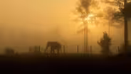 Elephant Sanctuary