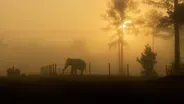 Elephant Sanctuary