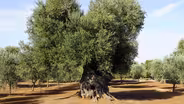 Olive These Trees!