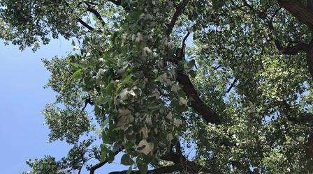 Video thumbnail: Chicago Tonight Cottonwood Seed Along the Chicago River