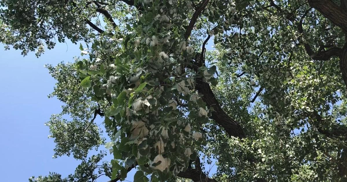 Chicago Tonight Cottonwood Seed Along the Chicago River Season 2023