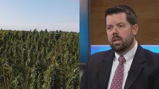 Will Hemp Be the New Cash Crop?
