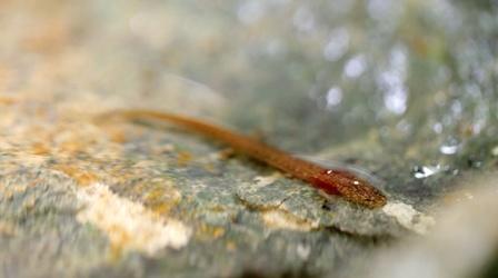 Video thumbnail: Urban Nature Salamanders in the Springs are the Canary in the Coal Mine