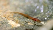 Salamanders in the Springs are the Canary in the Coal Mine