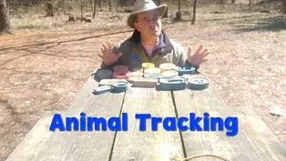 Animal Tracking