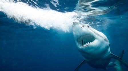 Video thumbnail: SCI NC Sharks!