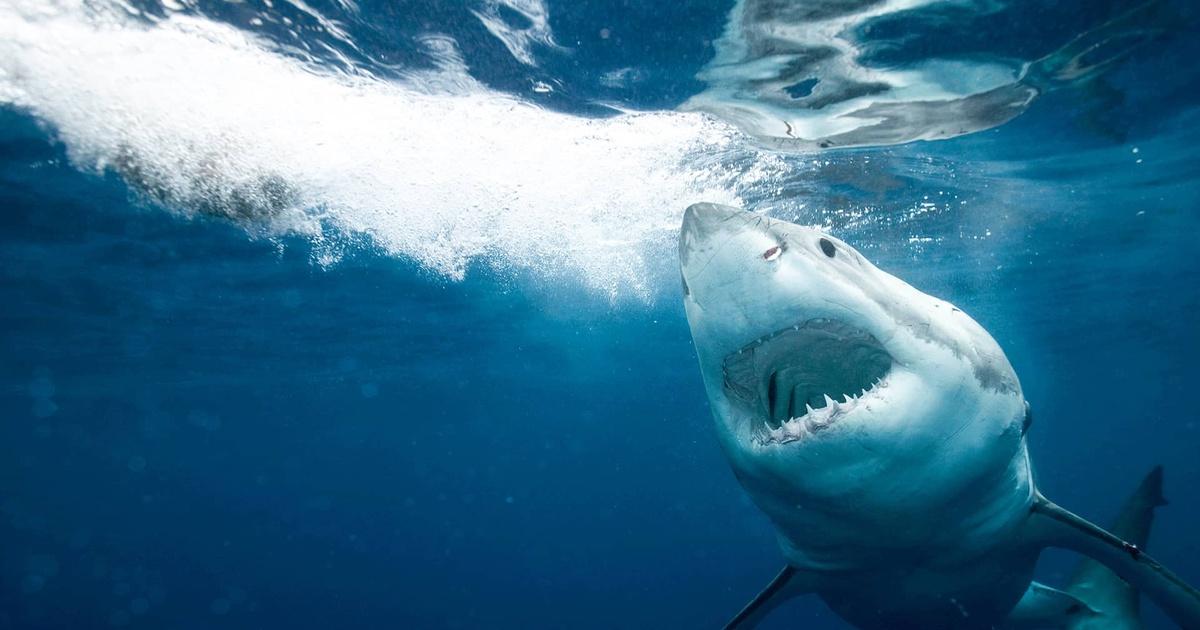Sharks, real and pretend, cause fear despite low number of actual