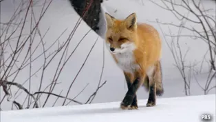 "FOX TALES"